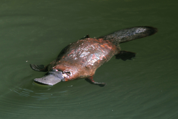 Os ornitorrincos são mamíferos que botam ovos.