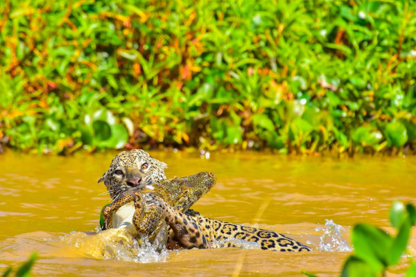 Onça-pintada comendo jacaré, um exemplo de relação de alimentação no Reino Animalia.