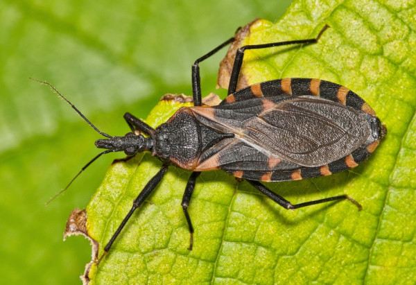 Fóssil da libélula-meganeura. Inseto conhecido como barbeiro (Triatoma brasiliensis), vetor do protozoário causador da doença de Chagas.